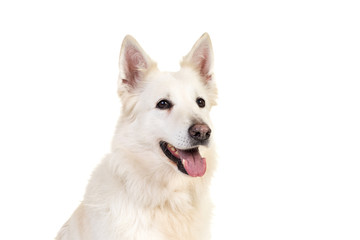 White swiss shepherd dog portrait isolated on a white background