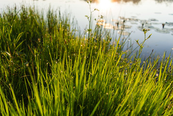 dew, dew on the grass, sunrise, river Pripyat Reserve Mid-Pripyat, Brest region, Belarus, summer, June, morning,