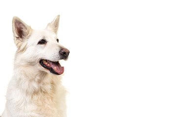 White swiss shepherd dog portrait isolated on a white background