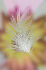 feather on a background blur Sunflower