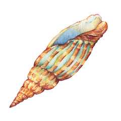Illustrations of  sea shell. Marine design. Hand drawn watercolor painting on white background.