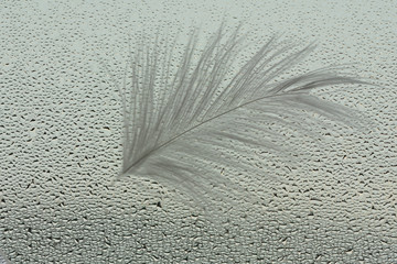 water drops on glass covers feather
