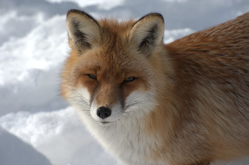 Fuchs im Winter
