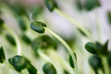 chia seeds sprout macro