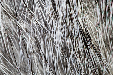 rabbit hair macro