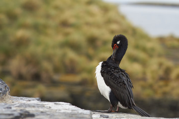 Adult Rock Shag (Phalacrocorax magellanicus) standing on the cliffs of Bleaker Island in the Falkland Islands