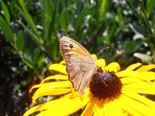 Schmetterling auf Sonnenhut