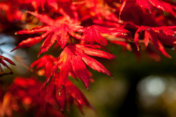 Red Autumn Leaves