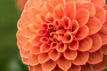 Beautiful and colorful Dahlia blooming in late summer in the pacific northwest.