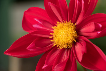 Beautiful and colorful Dahlia blooming in late summer in the pacific northwest.