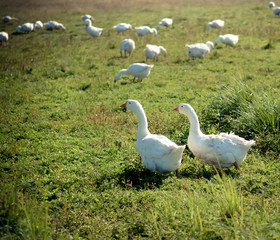 Two white goose in the grass