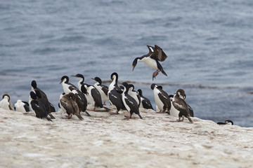 Naklejka premium Imperial Shag (Phalacrocorax atriceps albiventer) coming into land among a large group of birds on the coast of Bleaker Island on the Falkland Islands