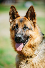 German Shepherd Dog Close Up. Alsatian Wolf Dog Or German Shepherd Dog