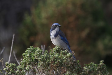 Scrub jay at Point Lobos State Reserve, Carmel, California