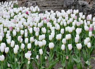 flowerbed filled with white Tulips