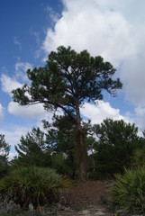 trees, sky, nature, landscape, pine