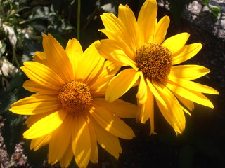 Zwei blühende Sommerblumen