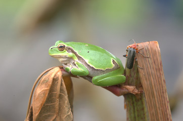 Laubfrosch mit Käfer