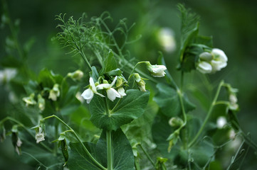 Pea seeds on the stage of flowering with white flowers, stems and leaves