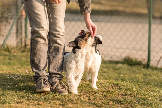 Besch&auml;ftigung mit mehreren Hunden - Jack Russell Terrier