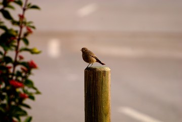 Pájaro posado observando