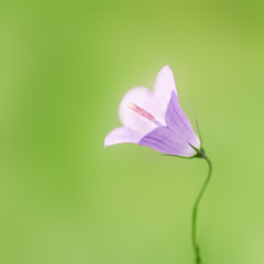 Glockenblume, Campanula rapunculus, blüht im Sommer