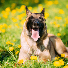 Malinois Dog Sit Outdoors In Green Grass