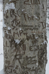 Graffitied carved beech tree in the snow