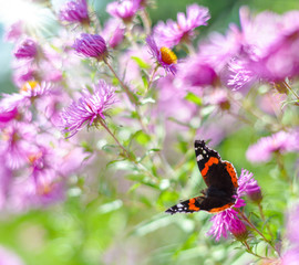 Schmetterling Admiral (vanessa atalanta) sitzt auf blühender Aster