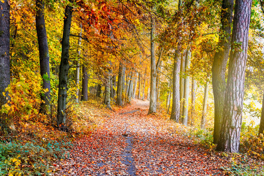 Fototapeta Pathway through the autumn forest with sunbeams