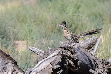 Roadrunner in central New Mexico