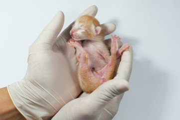 newborn kittens. 24 hours of age