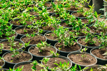 Green Sprouts Of Plant With Leaf, Leaves Growing From Soil In Pots In Greenhouse Or Hothouse. Spring, Concept Of New Life.