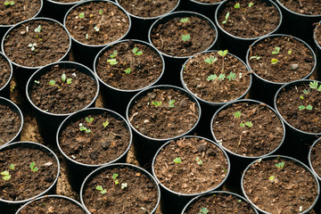 Green Sprouts Of Tree With Leaf, Leaves Growing From Soil In Potts In Greenhouse Or Hothouse. Spring, Concept Of New Life.