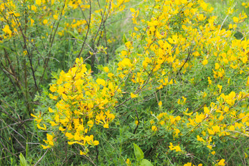 Yellow blooming acacia bushes