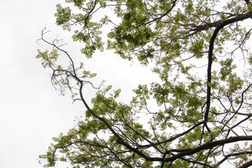 branch of treetop and sky ,white background of treetop