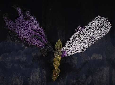 Assorted dried cannabis buds with sea corals over black wood pat
