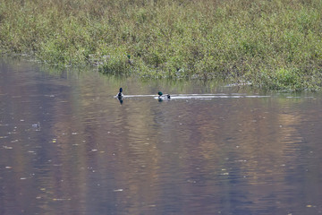 Nile geese in the Danube river