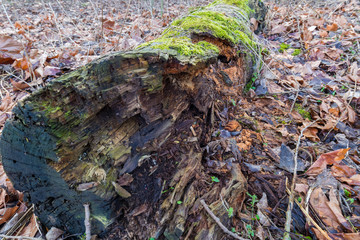 Rotten Log filled with moss and other plants growing