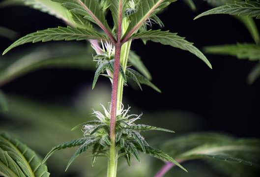 Cannabis flower (Thousand Oaks strain) - Blooming Marijuana plan