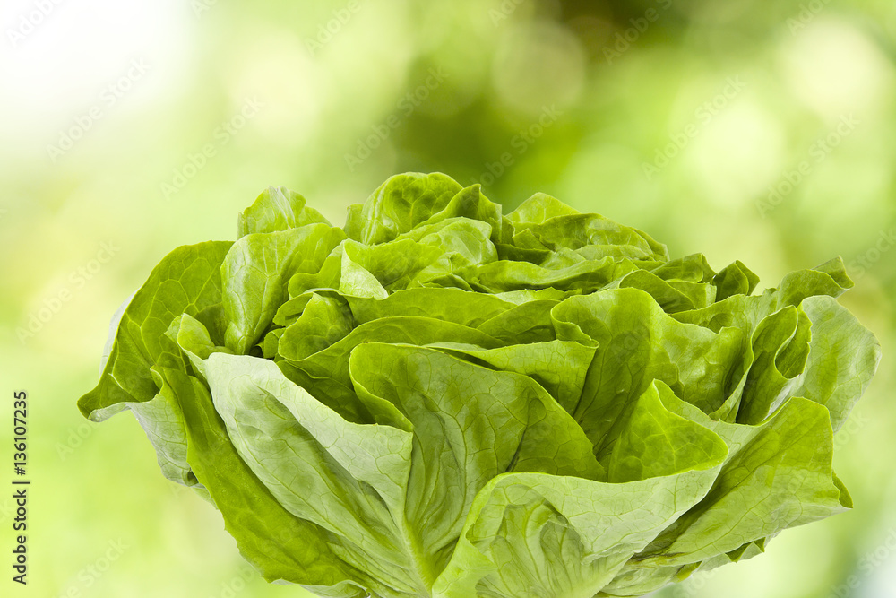 Wall mural fresh lettuce on a natural green background out of focus - Wall murals