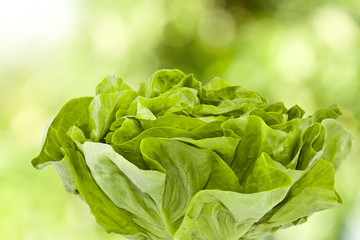 fresh lettuce on a natural green background out of focus