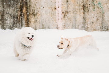 Two Funny Dogs - Labrador Dog And Samoyed Playing And Running Outdoor In Snow,