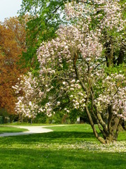 Kwitnąca magnolia - obrazy, fototapety, plakaty