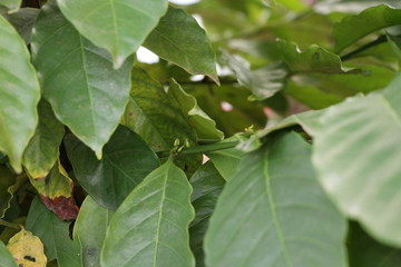 Coffee tree green leaves in the nature