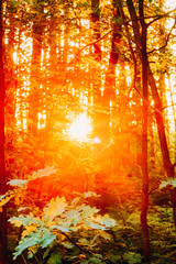 Sunset Or Sunrise In Autumn Forest. Sun Sunshine With Natural Sunlight Through Woods Trees.