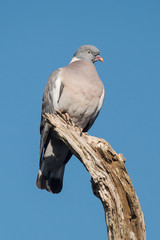 Common Wood Pigeon, Wood Pigeon, Columba palumbus