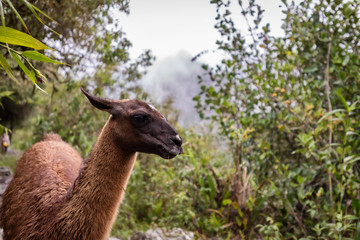 Llamas at Machu Picchu, lost city of the Incas, designated Peruvian Historical Sanctuary in 1981 and UNESCO World Heritage Site in 1983 and one of the New Seven Wonders of the World
