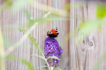 Butterfly on purple plant