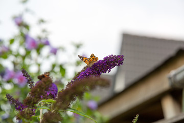 Butterfly in backyard